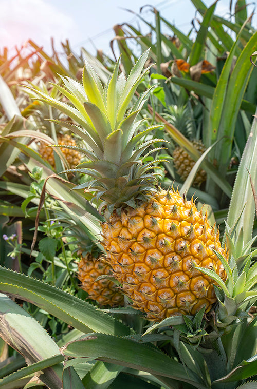 Pineapple