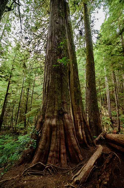 Cedar