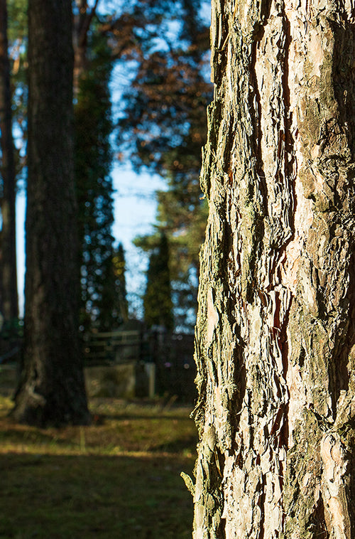 Dry wood