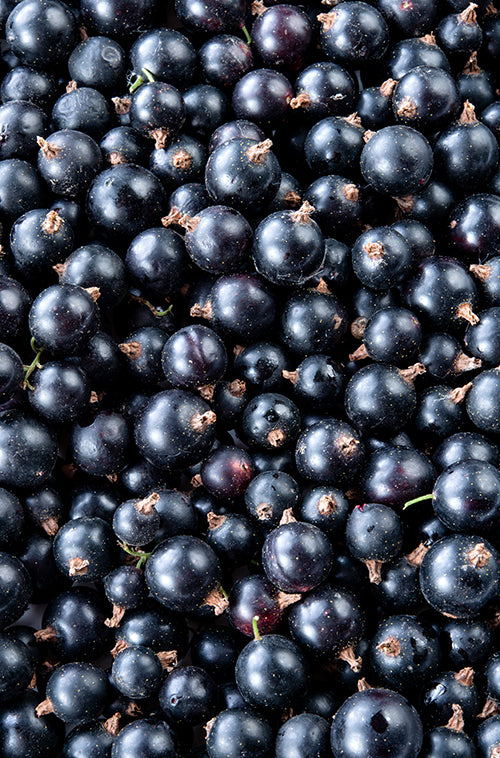 Blackcurrant