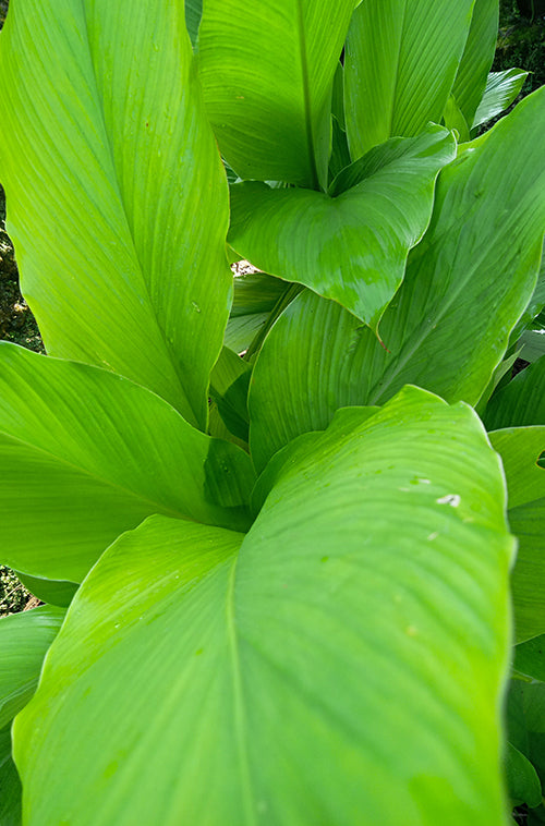 Turmeric leaves