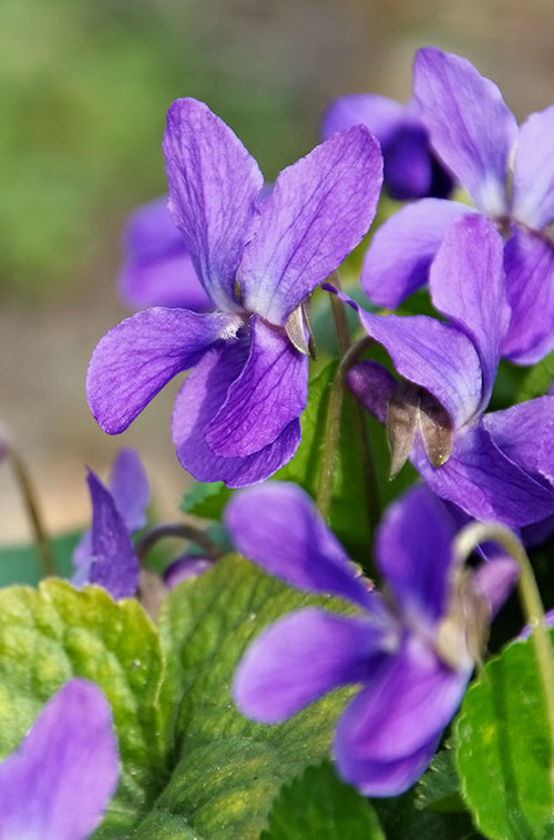 Violet leaves