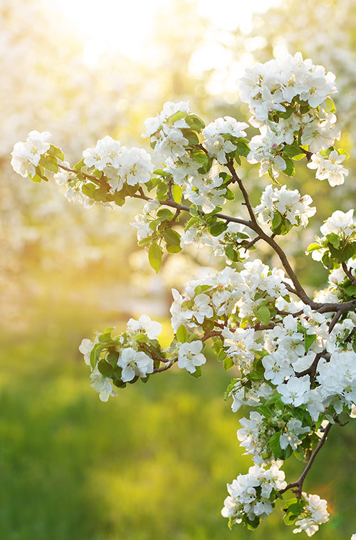 Apple blossom