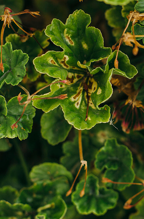 Geranium