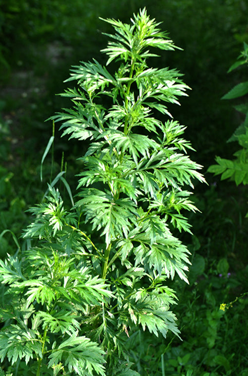 Mugwort oil