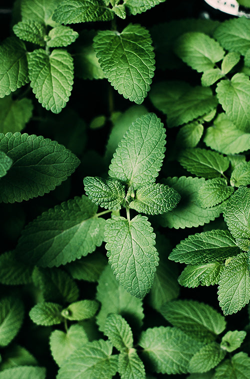 Pepper mint