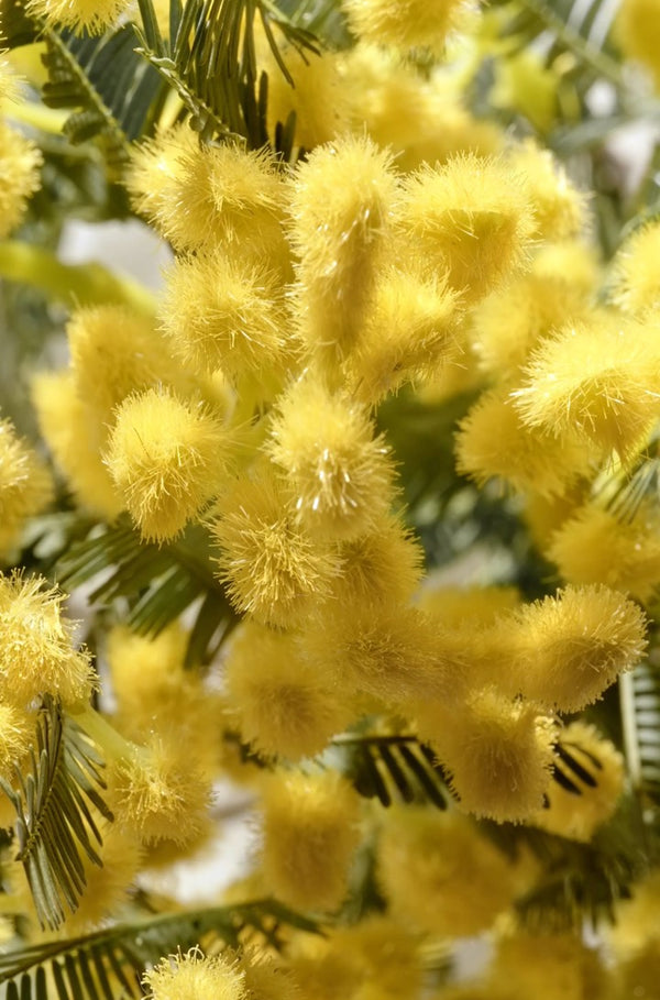 Mimosa
