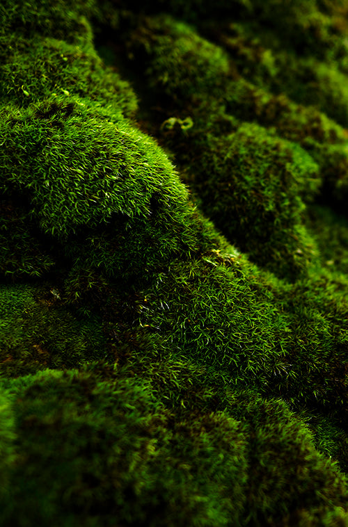 Oak moss
