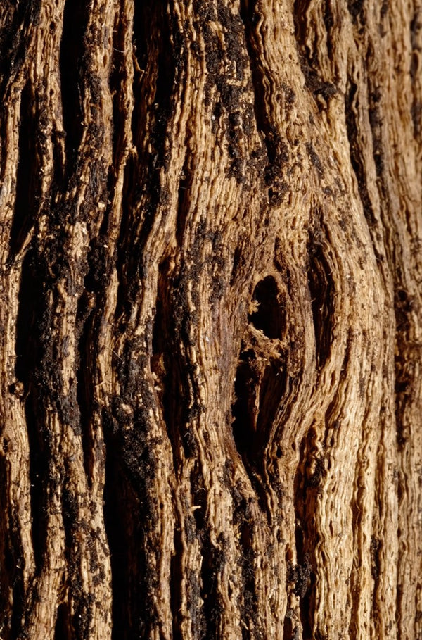 Oud