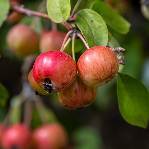 Fruity notes