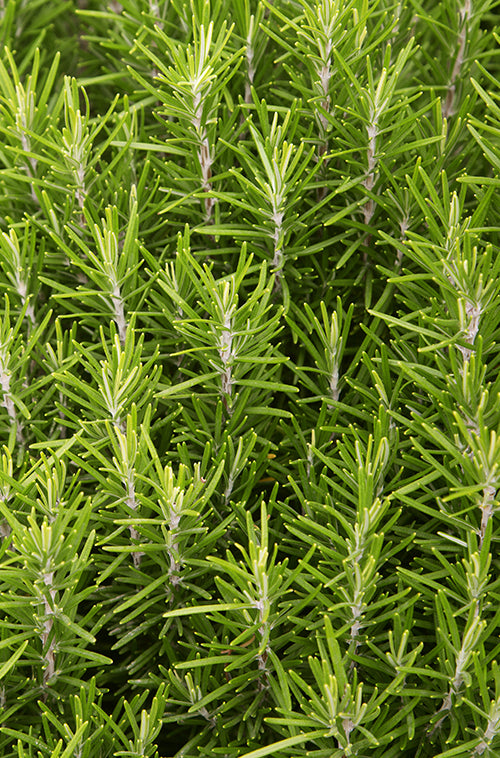 Rosemary