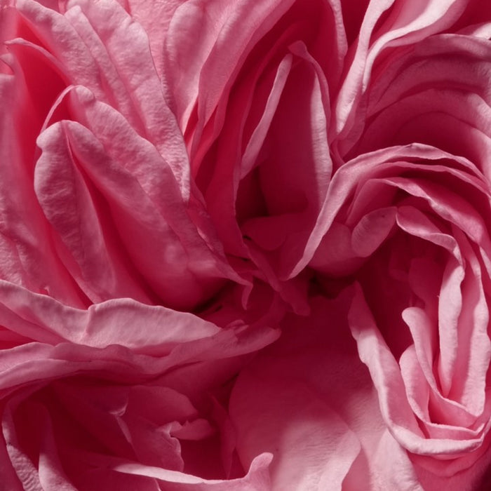 Top notes: the charming asset of the perfume