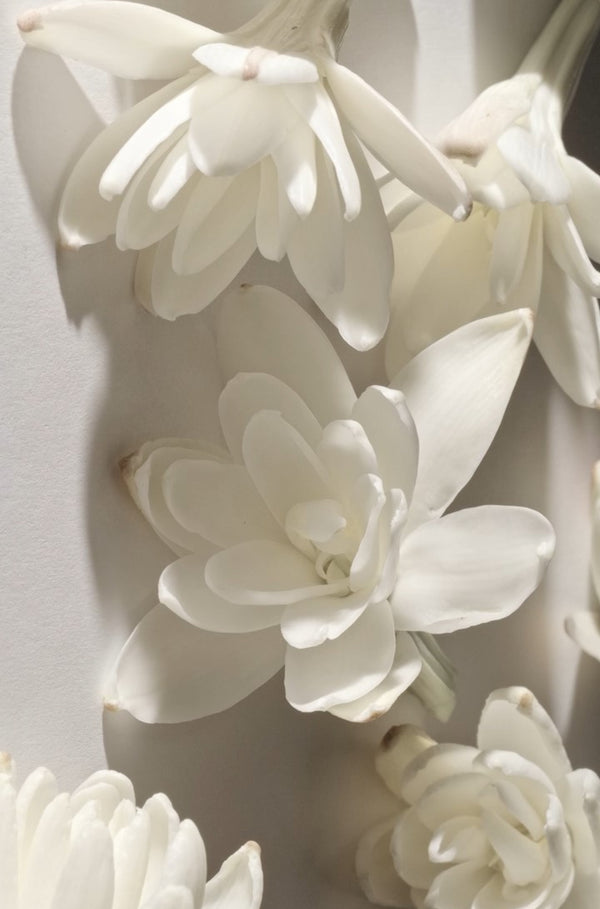 Tuberose