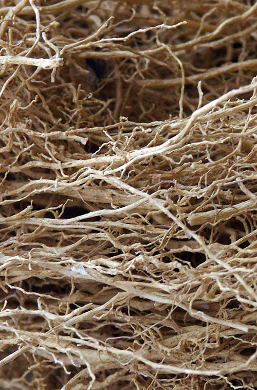 Vetiver